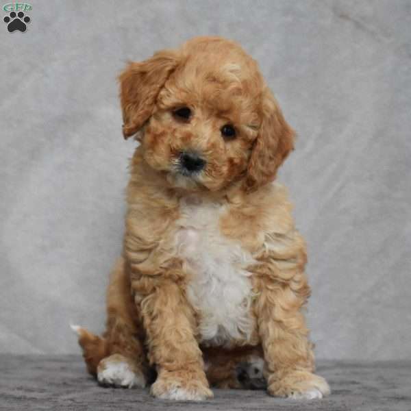 Wally, Cavapoo Puppy